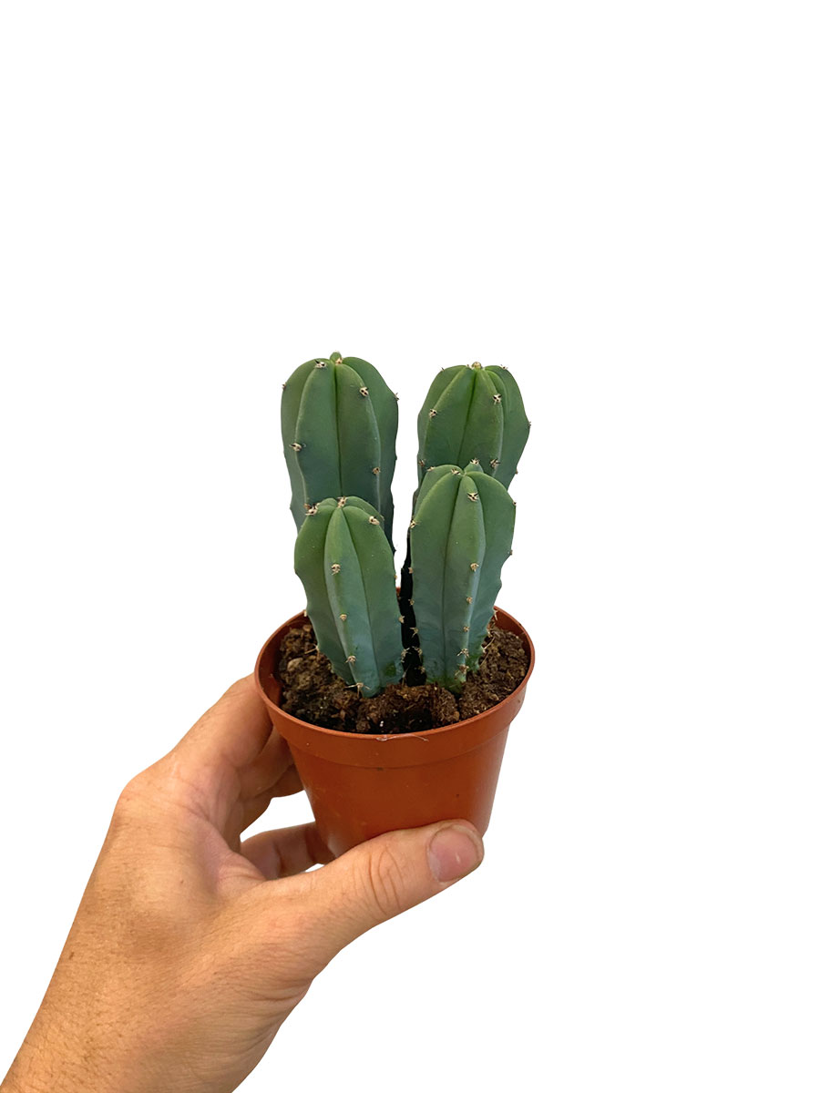 Myrtillocactus Geometrizans - Ø8.5 cm
