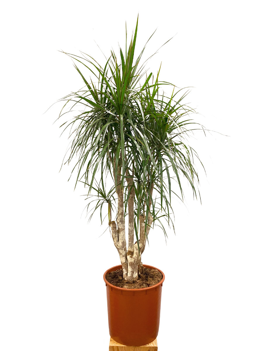 Dracaena Marginata Verzweigt