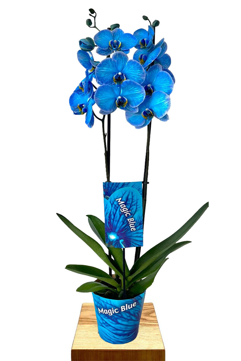 Phalaenopsis Magic Blue