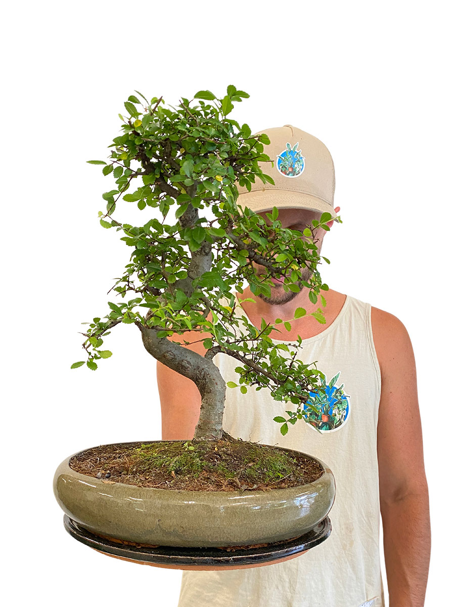 Bonsai - Japanische Zelkove