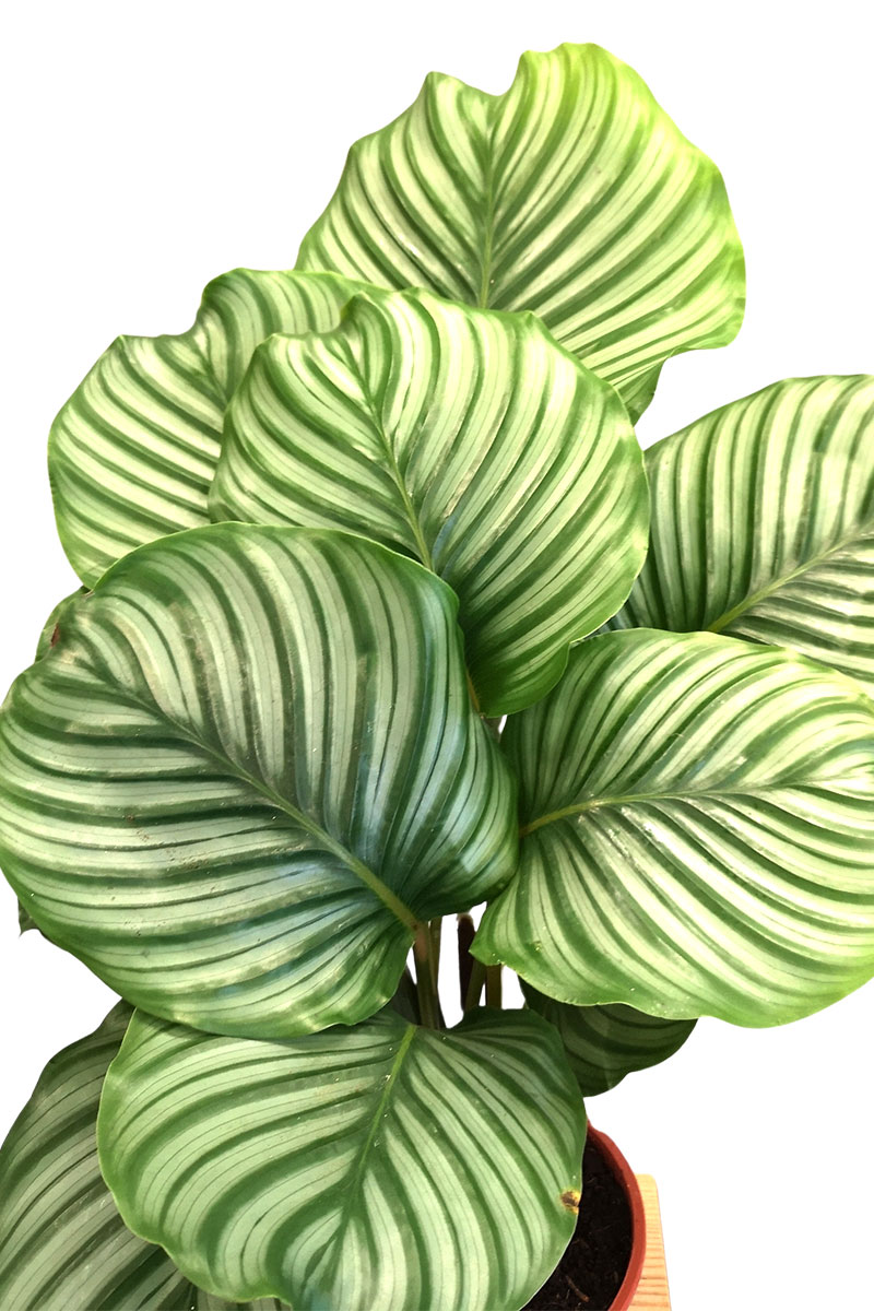 Calathea Orbifolia