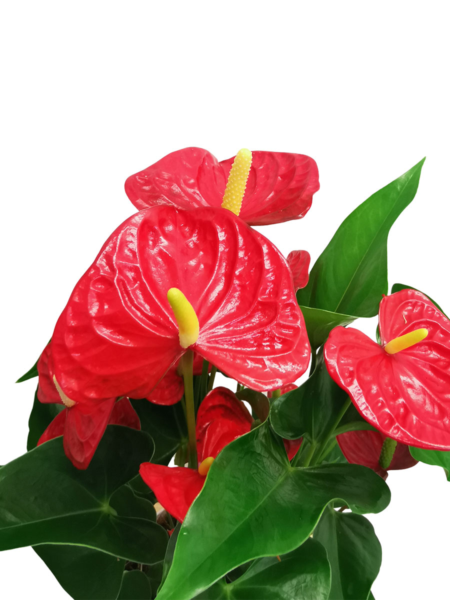 Anthurium Karma Red