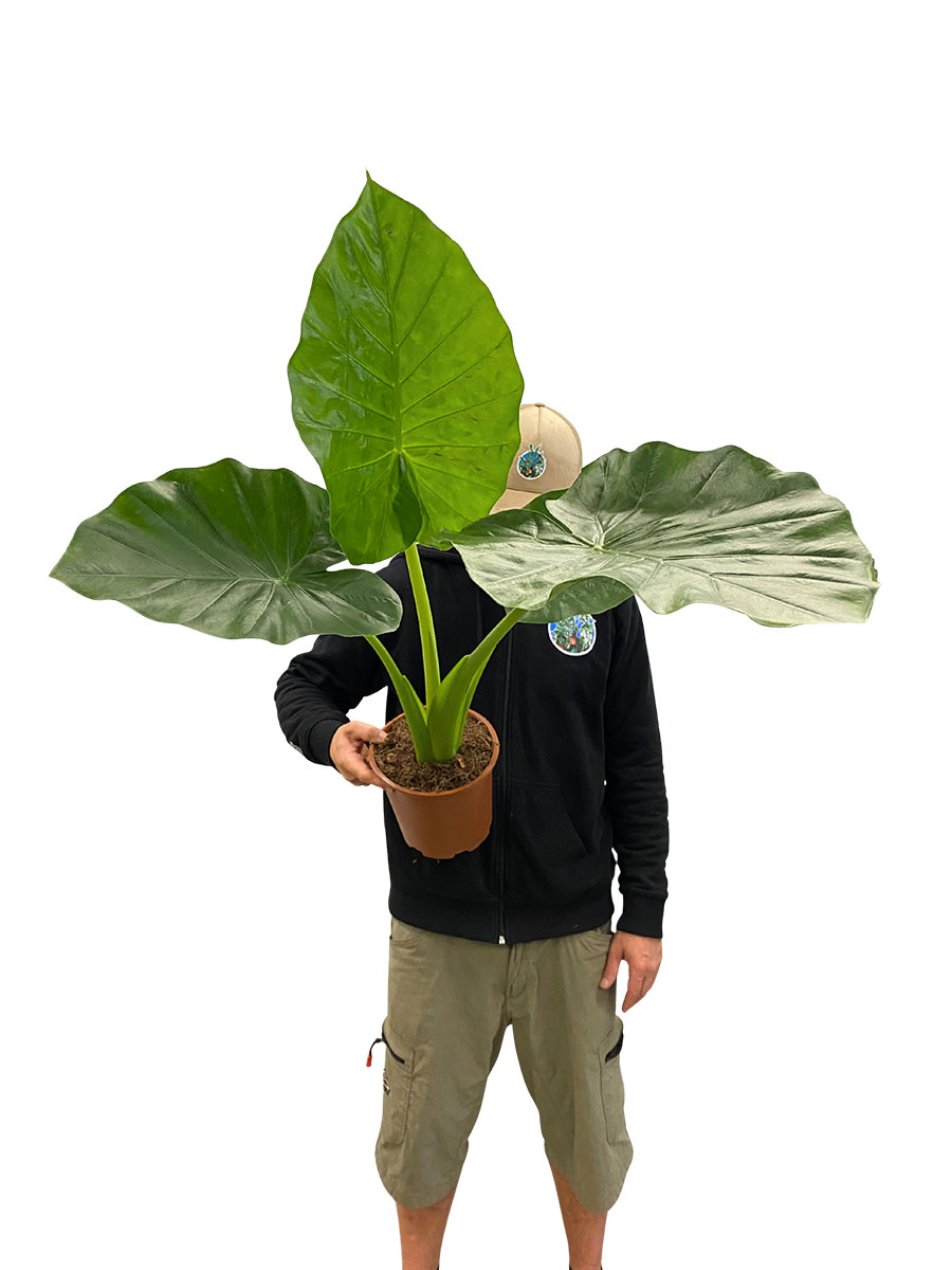 Alocasia Macrorrhiza
