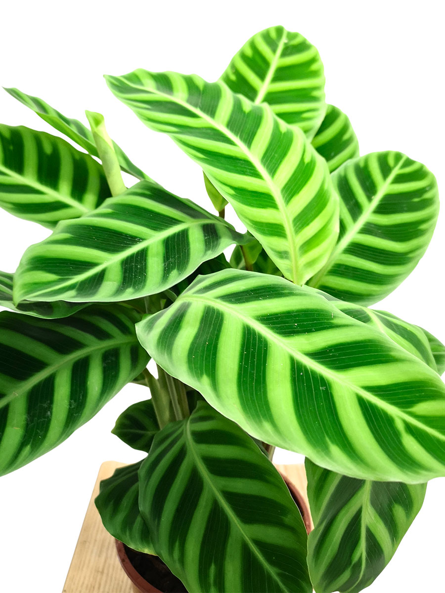 Calathea zebrina