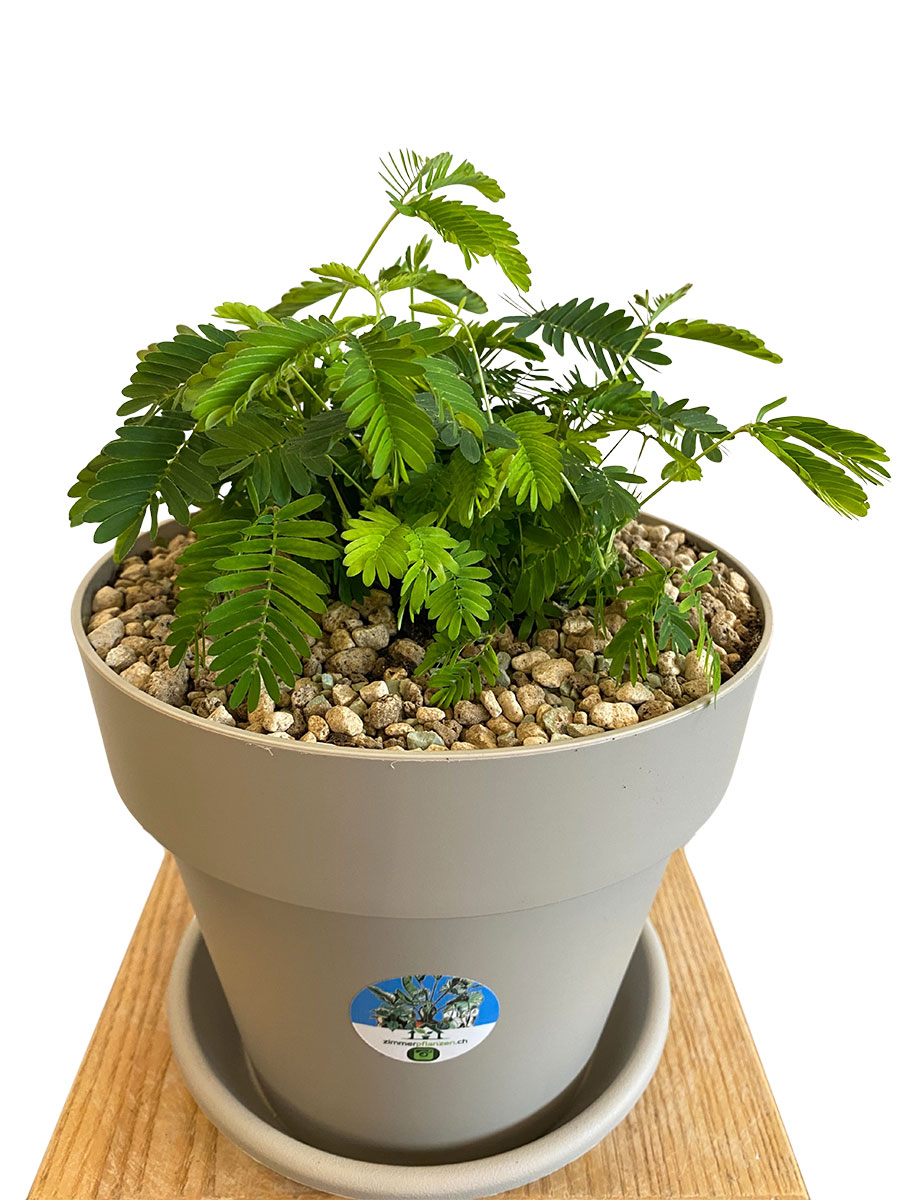 Echte Mimose Mimosa Pudica