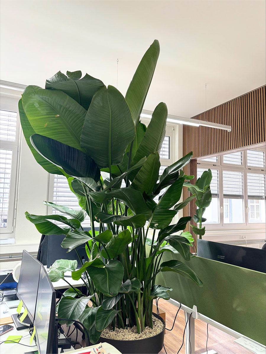 Strelitzia Nicolai - Super Size