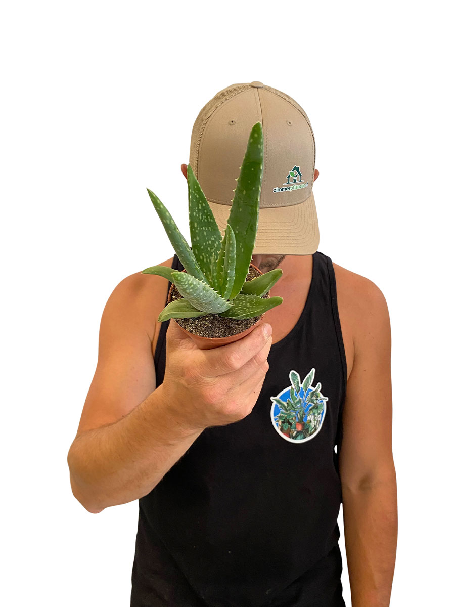Baby Aloe Vera Bio - Ø8.5 cm