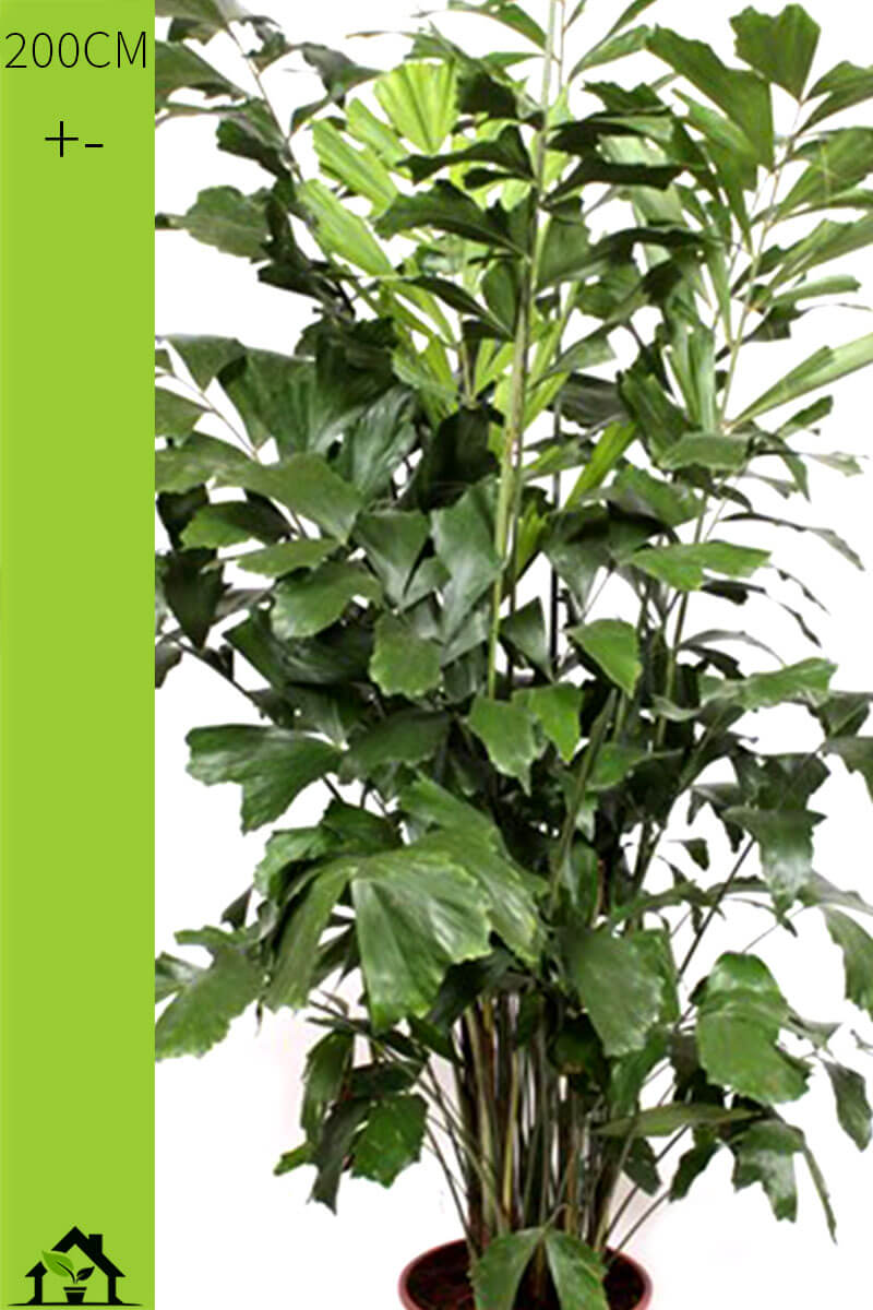 caryota-fischschwanzpalme-200-45-zimmerpflanzen.ch-qualitative-bueropflanzen-hauspflanzen-gruenpflanzen-exotische-zimmerpflanzen-raumpflanzen-topfpflanzen-kaufen-online-bestellen-schweiz-01