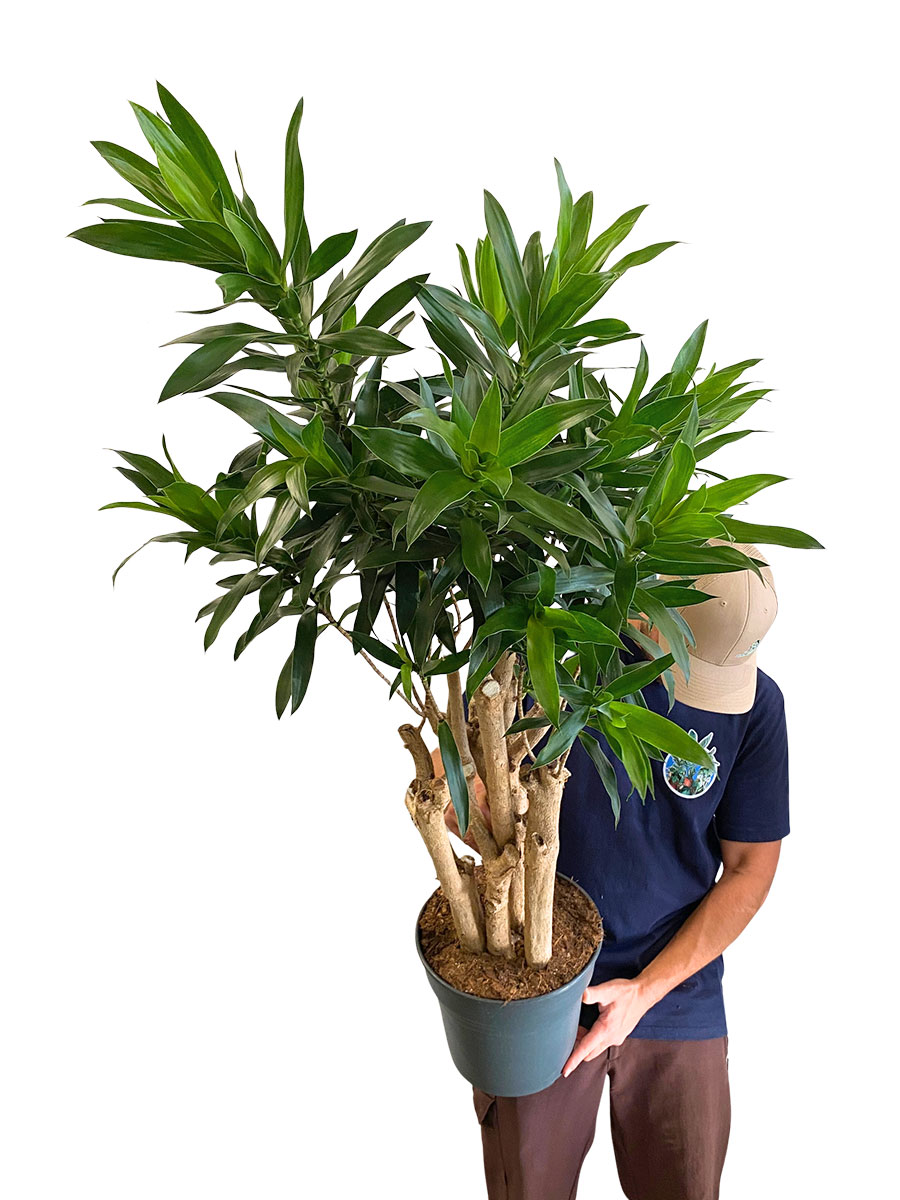 Dracaena Reflexa Verzweigt - Ø27 cm