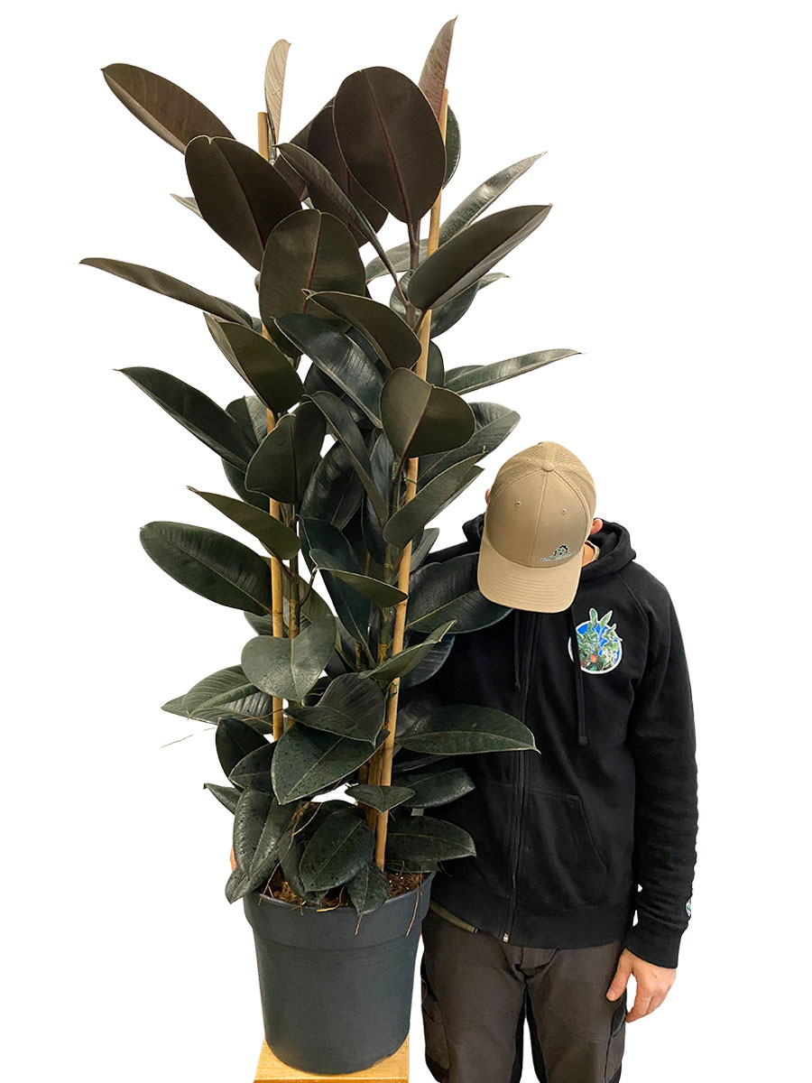 Gummibaum Abidjan Säule - Gross