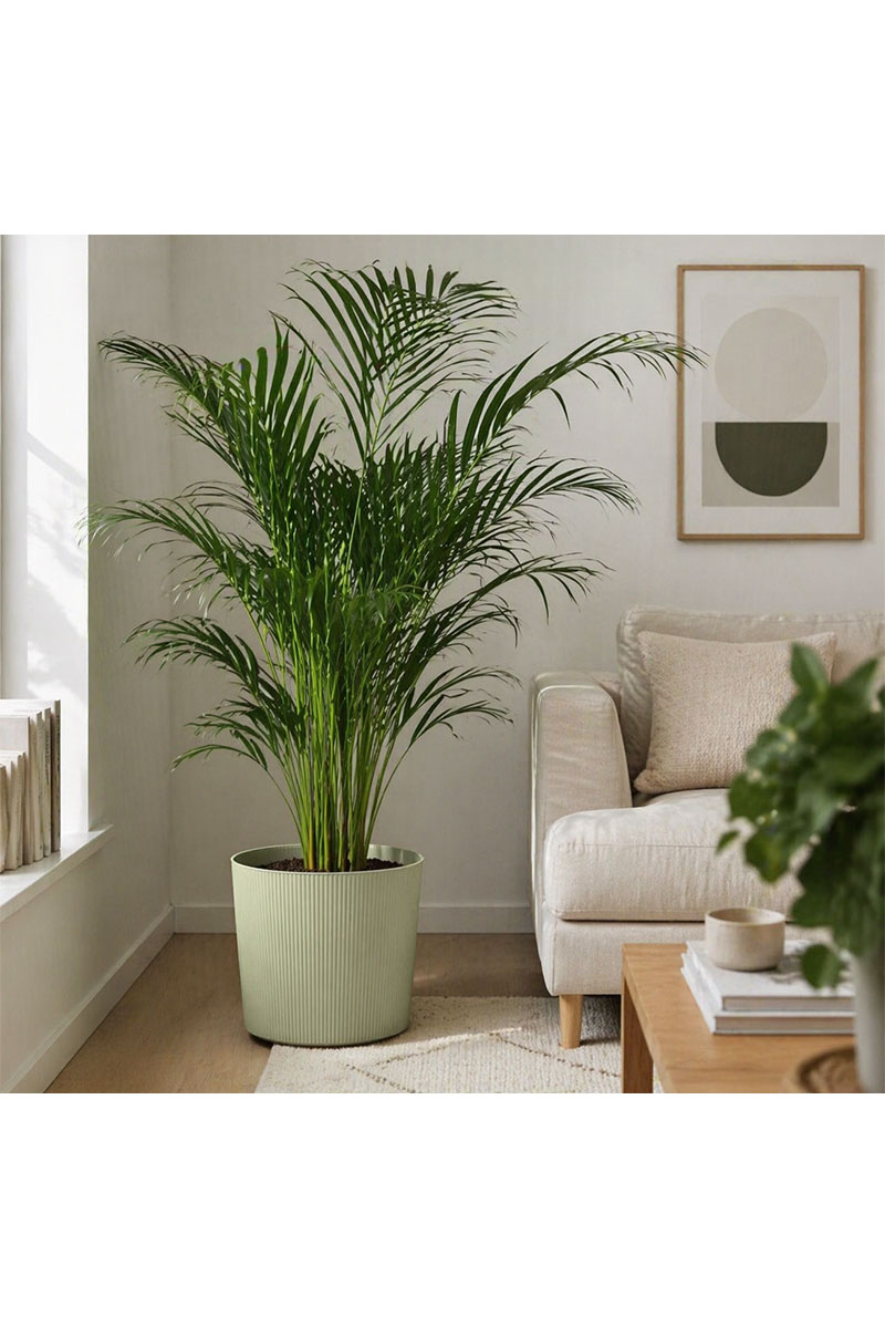 Fyre Oasi - Ø25xH23cm - Grün