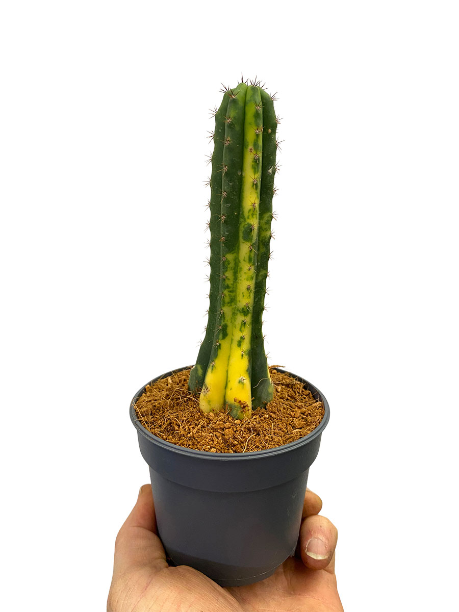 San Pedro Kaktus Variegata