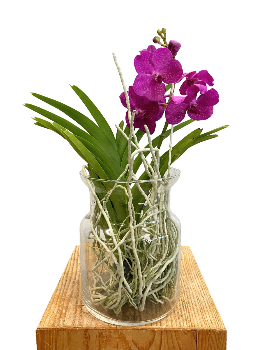 Vanda Bose Orchidee Pink im Glas