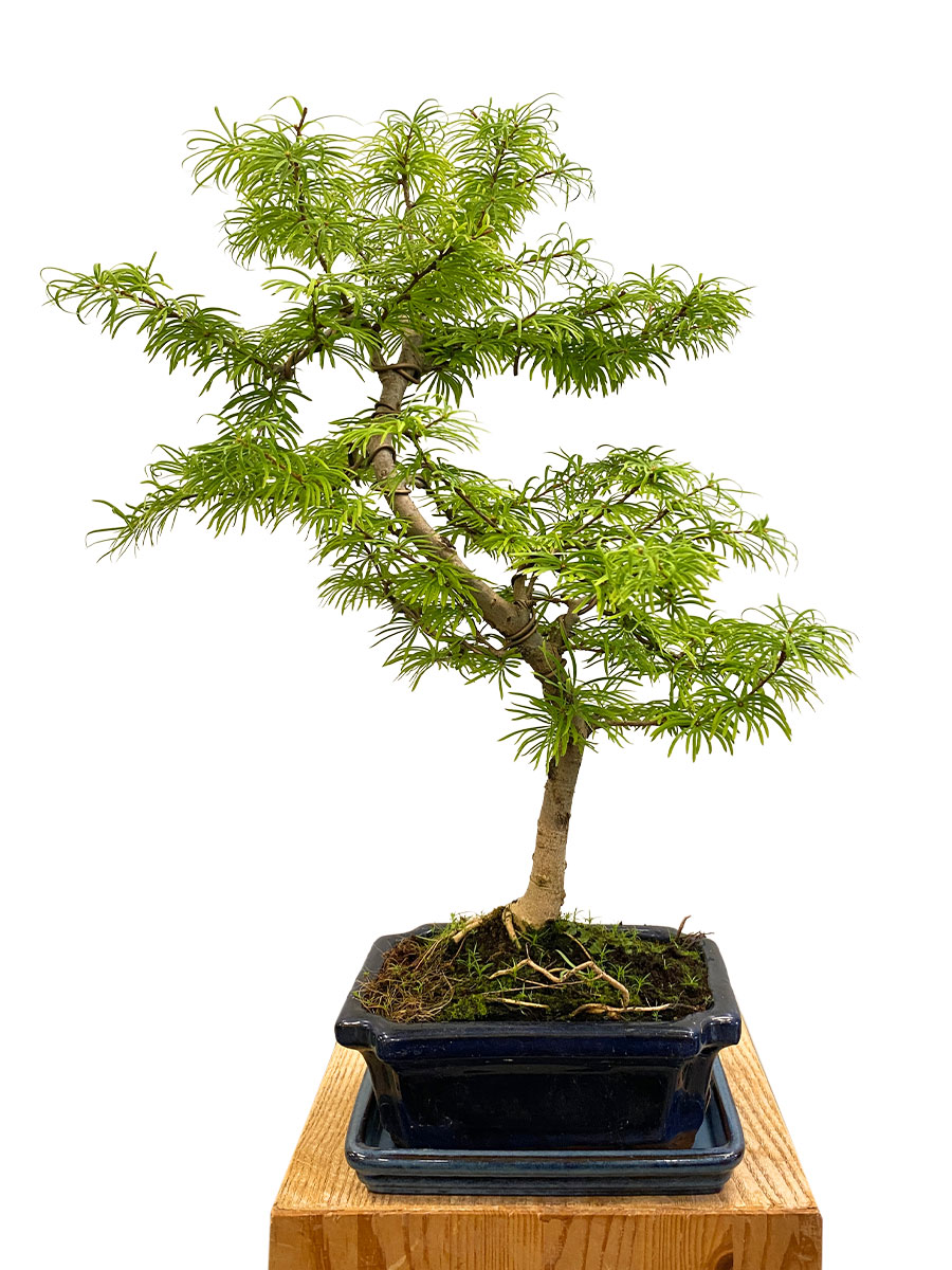 Bonsai Goldlärche Pseudolarix Amabilis