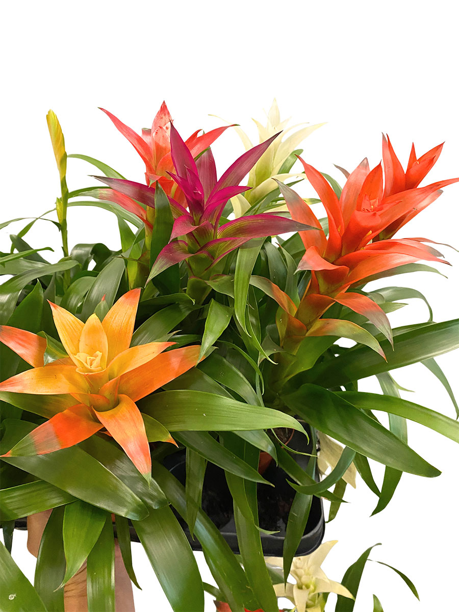 Bromelia 5er Set - Gemischt Gross