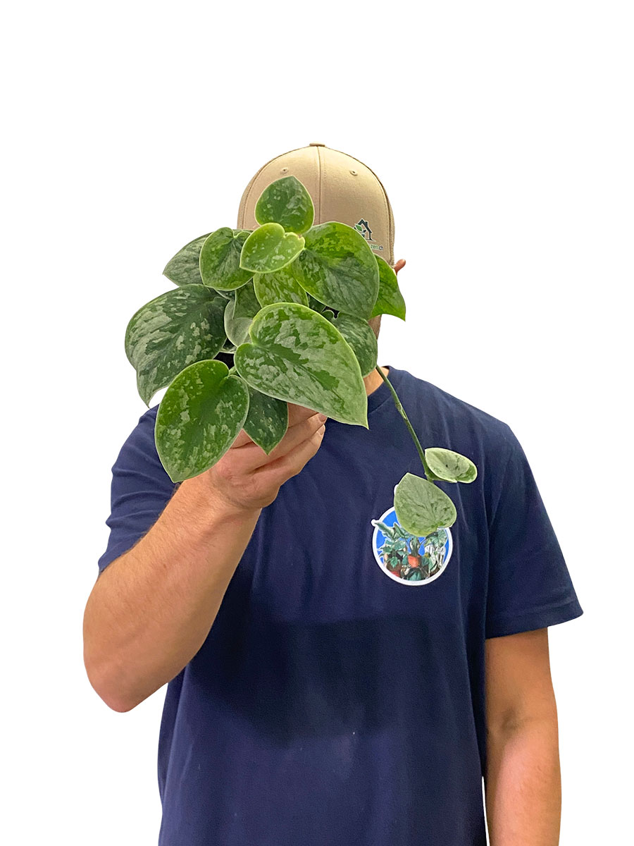 Scindapsus Silver Ann