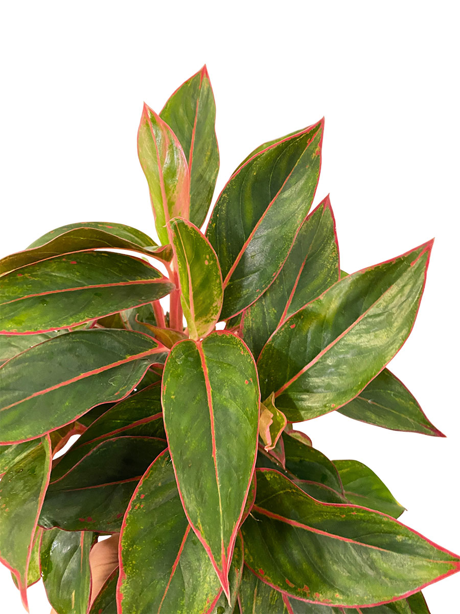 Aglaonema Jungle Red XL