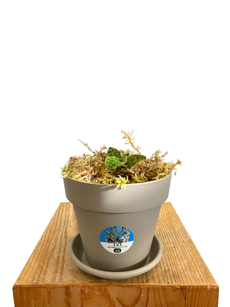 Juwelorchidee Macodes Petula Smaragd