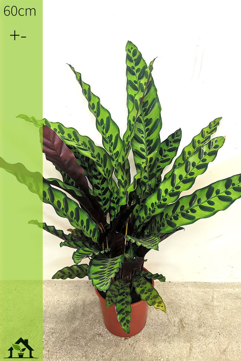 Calathea lancifolia 60cm