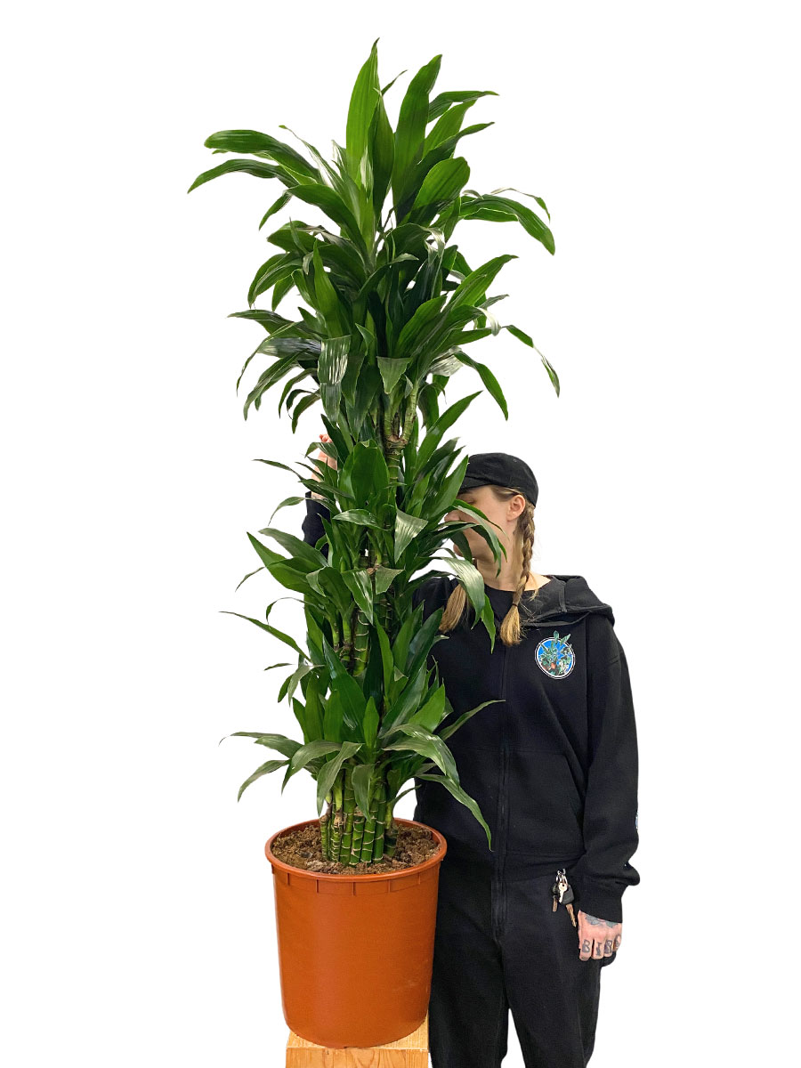 Dracaena Janet Craig Verzweigt - Gross