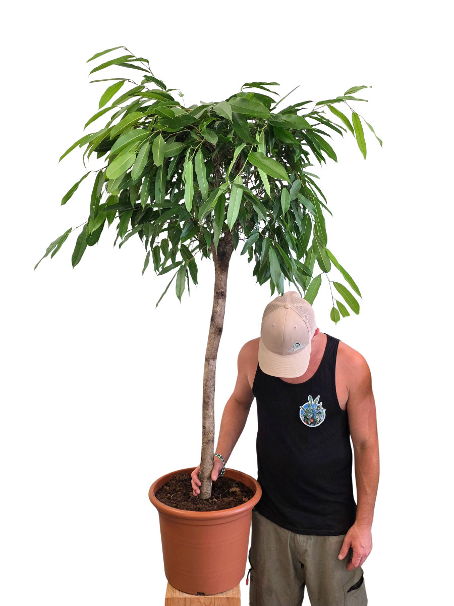Ficus Amstel King Stamm - Gross