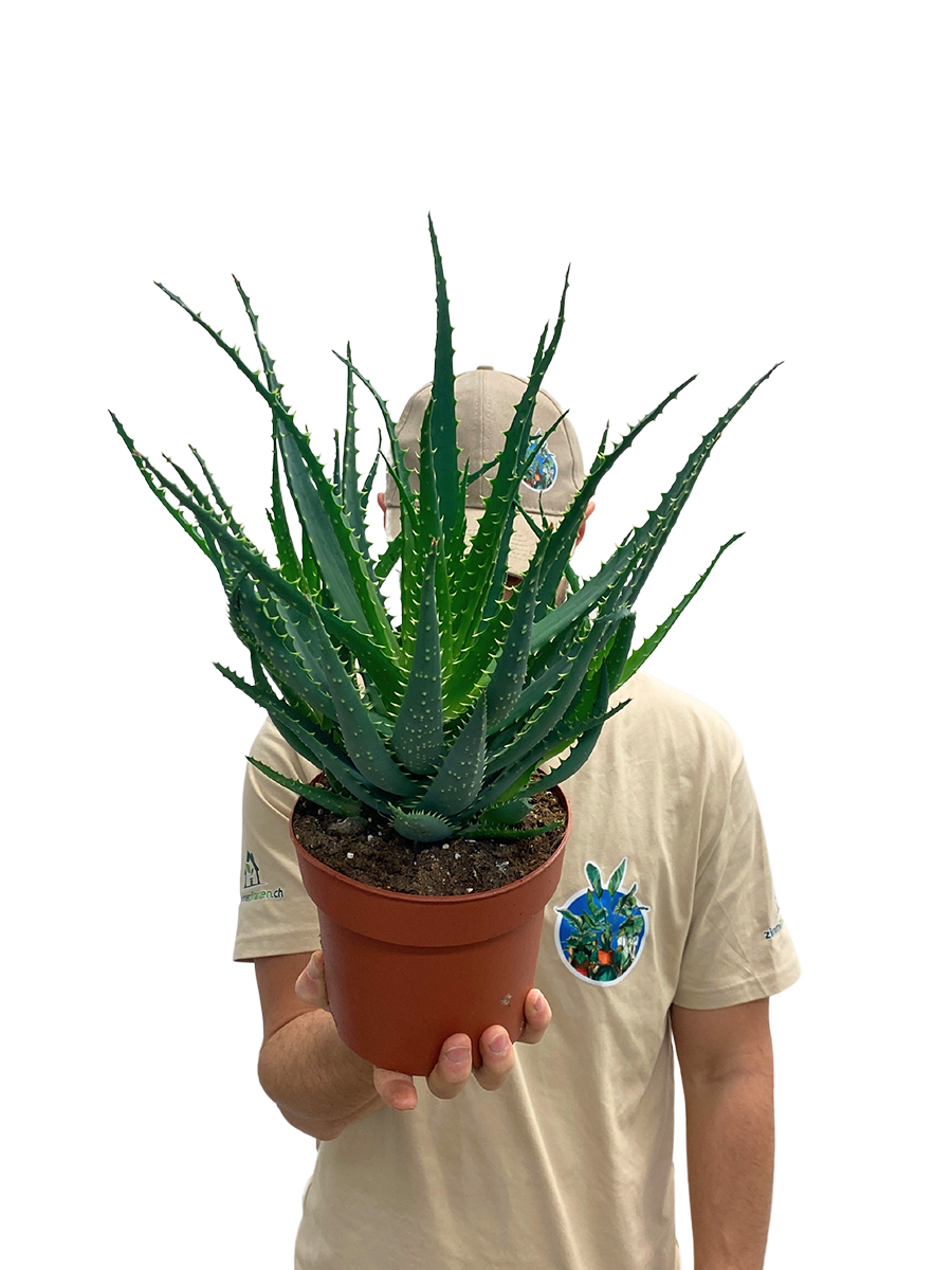 Aloe arborescens Bio XL 30-40cm