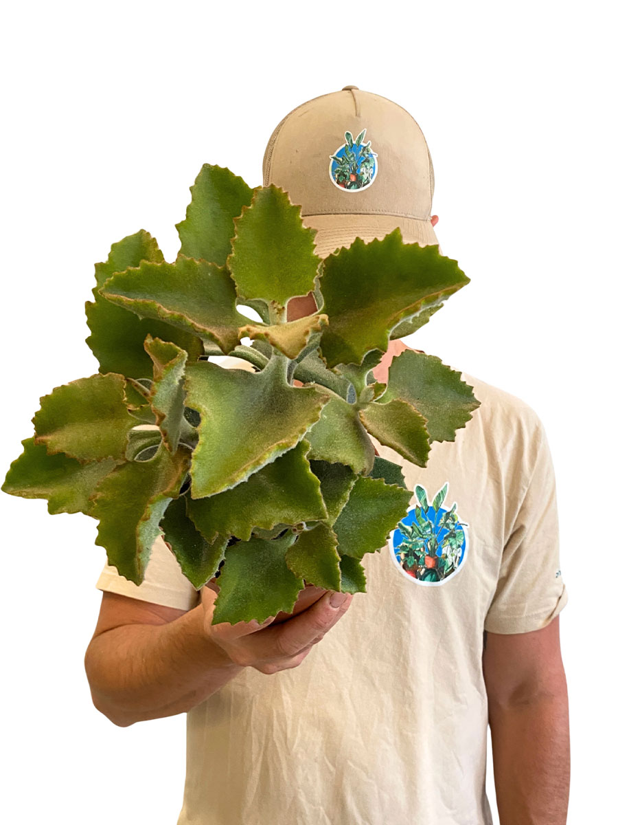 Elefantenohr Kalanchoe Elefantenohr Kalanchoe