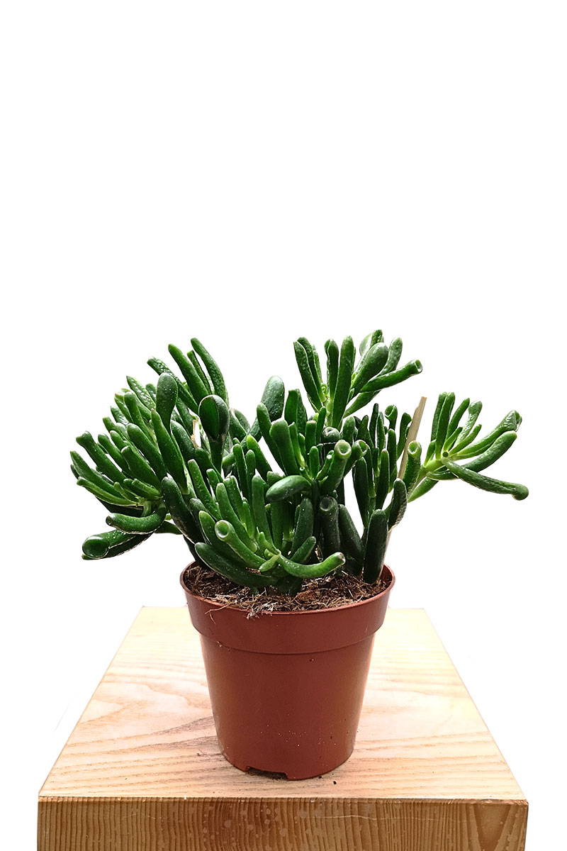 Geldbaum Crassula Hobbit