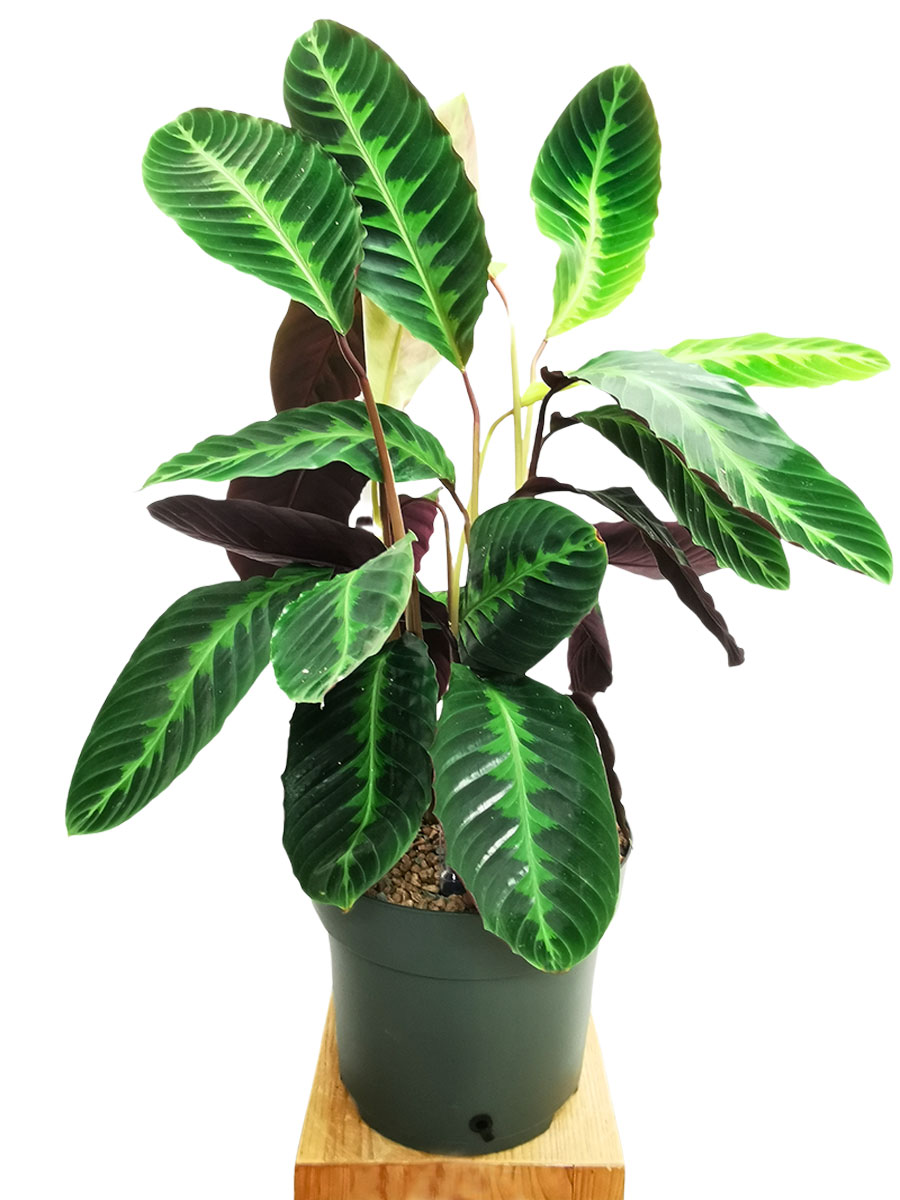 Calathea Warscewiczii