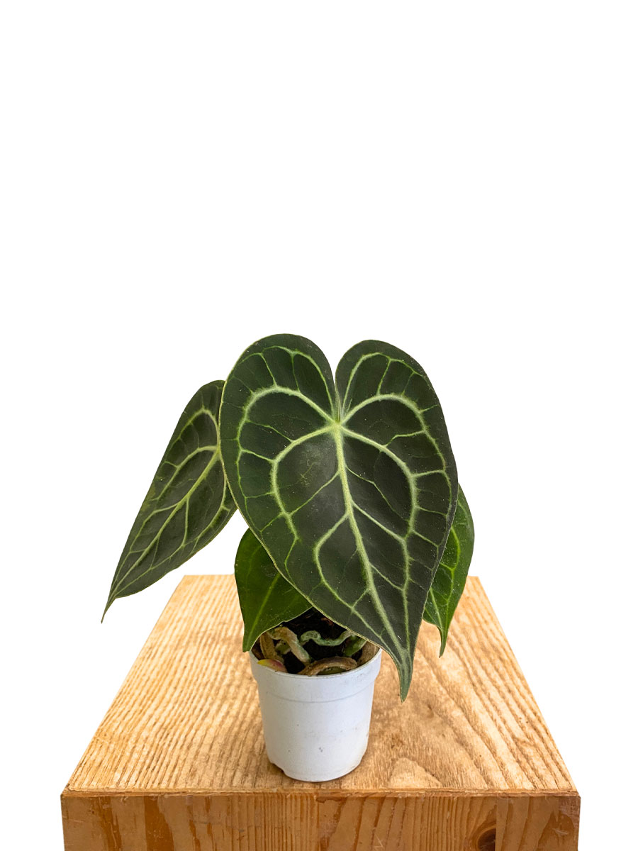 Baby Anthurium Clarinervium