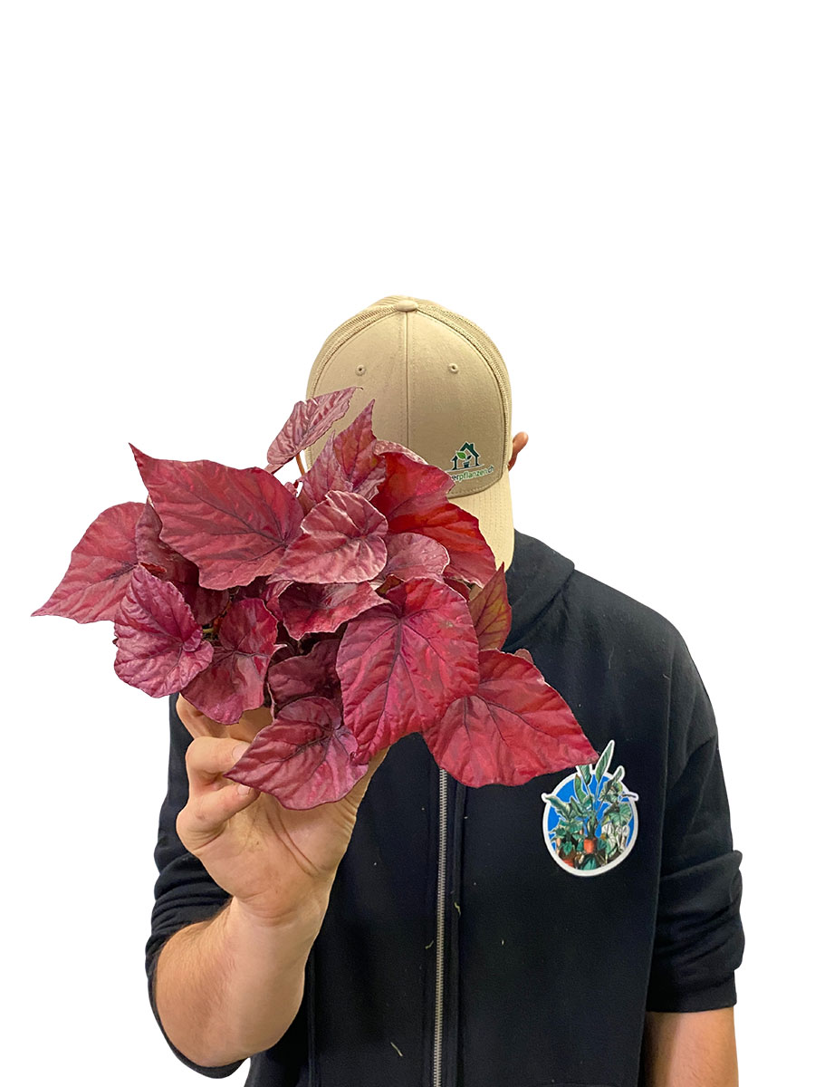 Begonia Beleaf Inca Flame