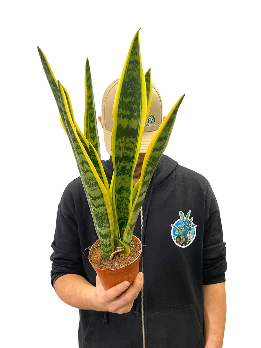 Bogenhanf Sansevieria Laurentii
