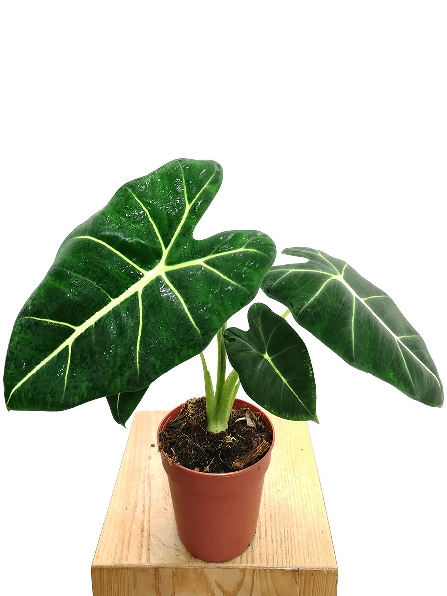 Alocasia Frydek