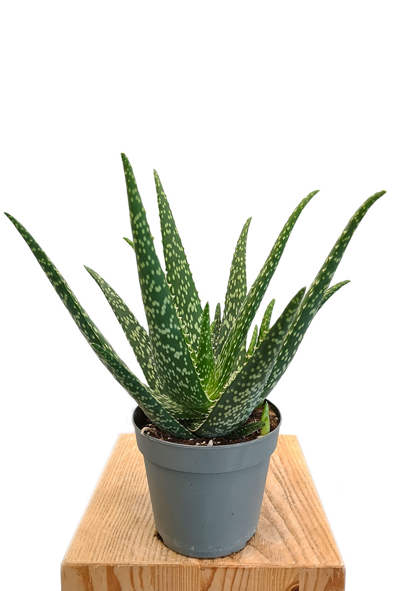 Aloe Medivera Meridiaan - Bio