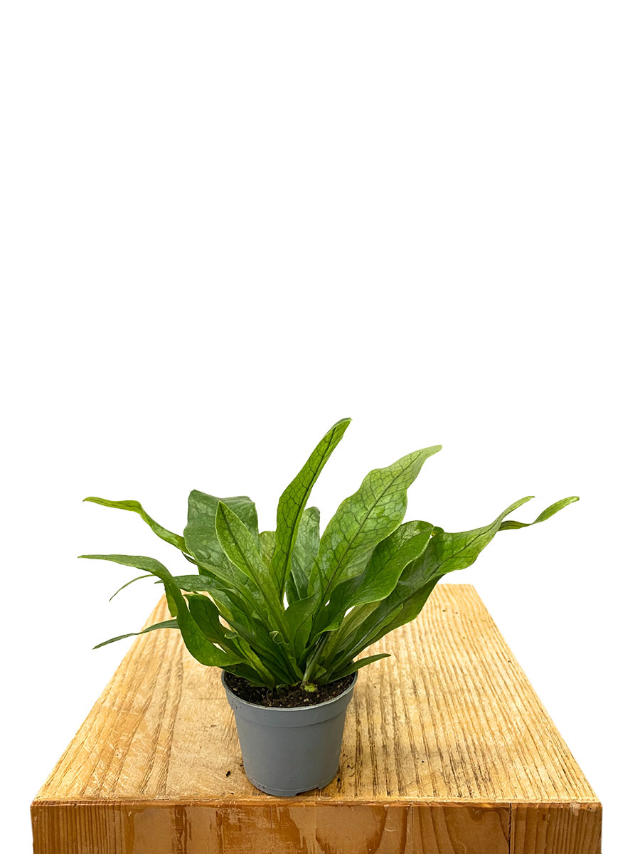 Krokodilfarn Microsorum Crocodyllus