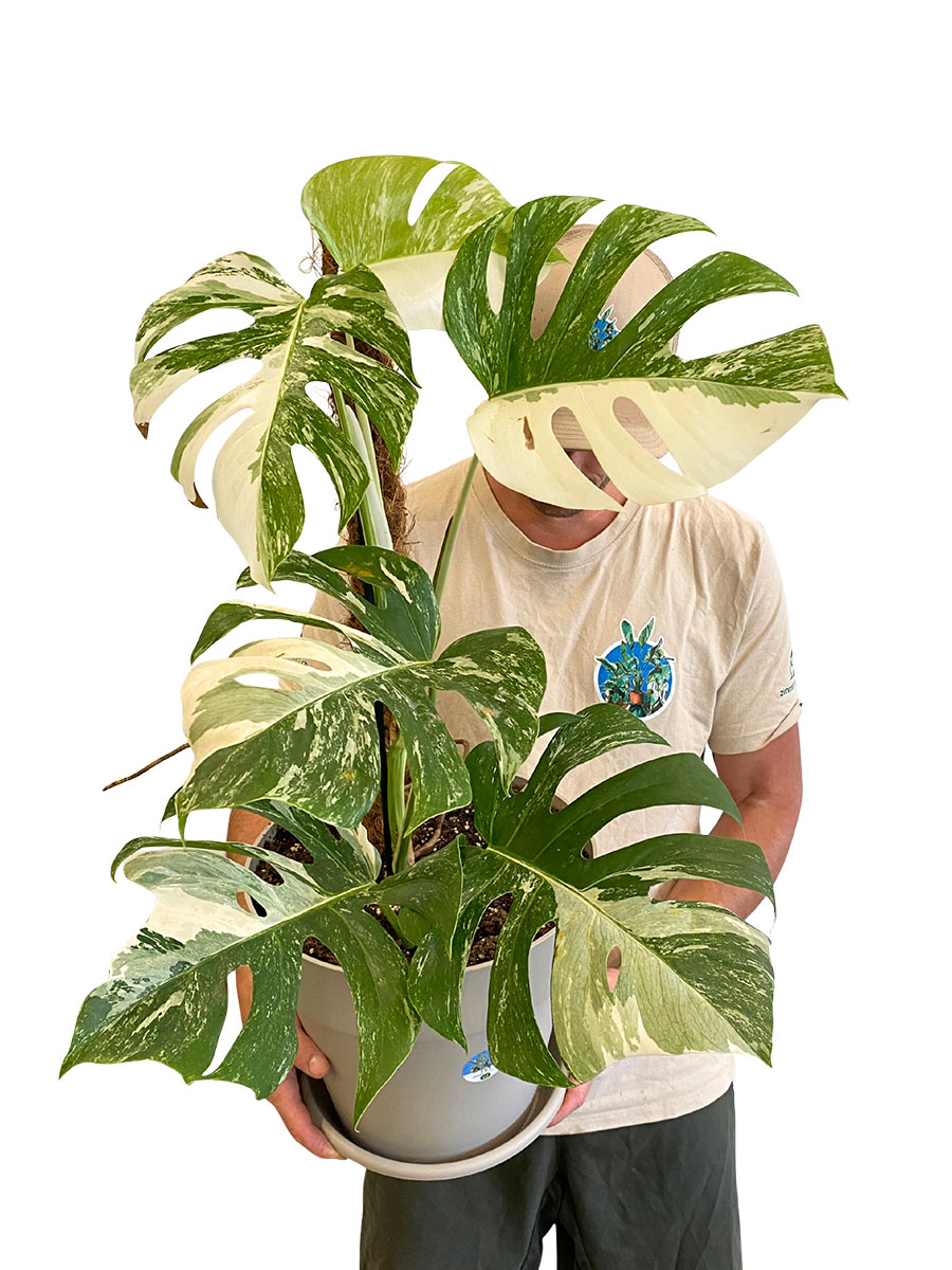 Monstera Deliciosa Variegata Moosstab
