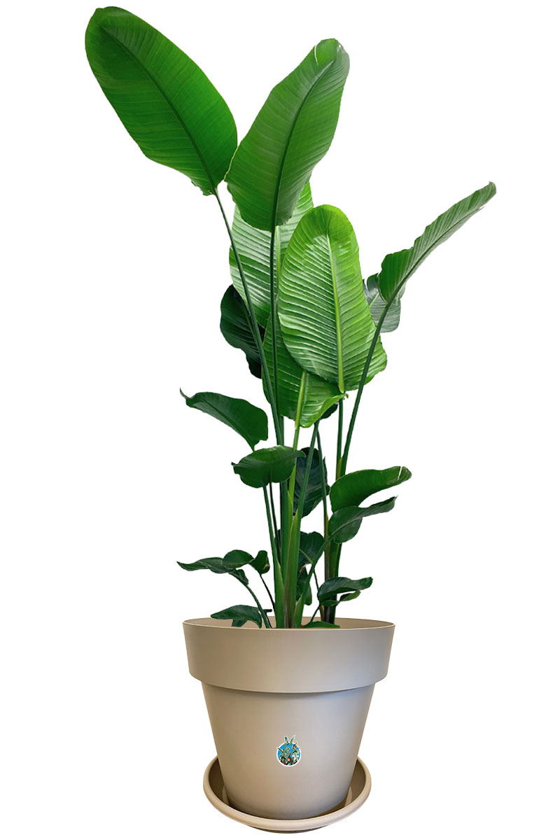 Strelitzia Nicolai - Gross