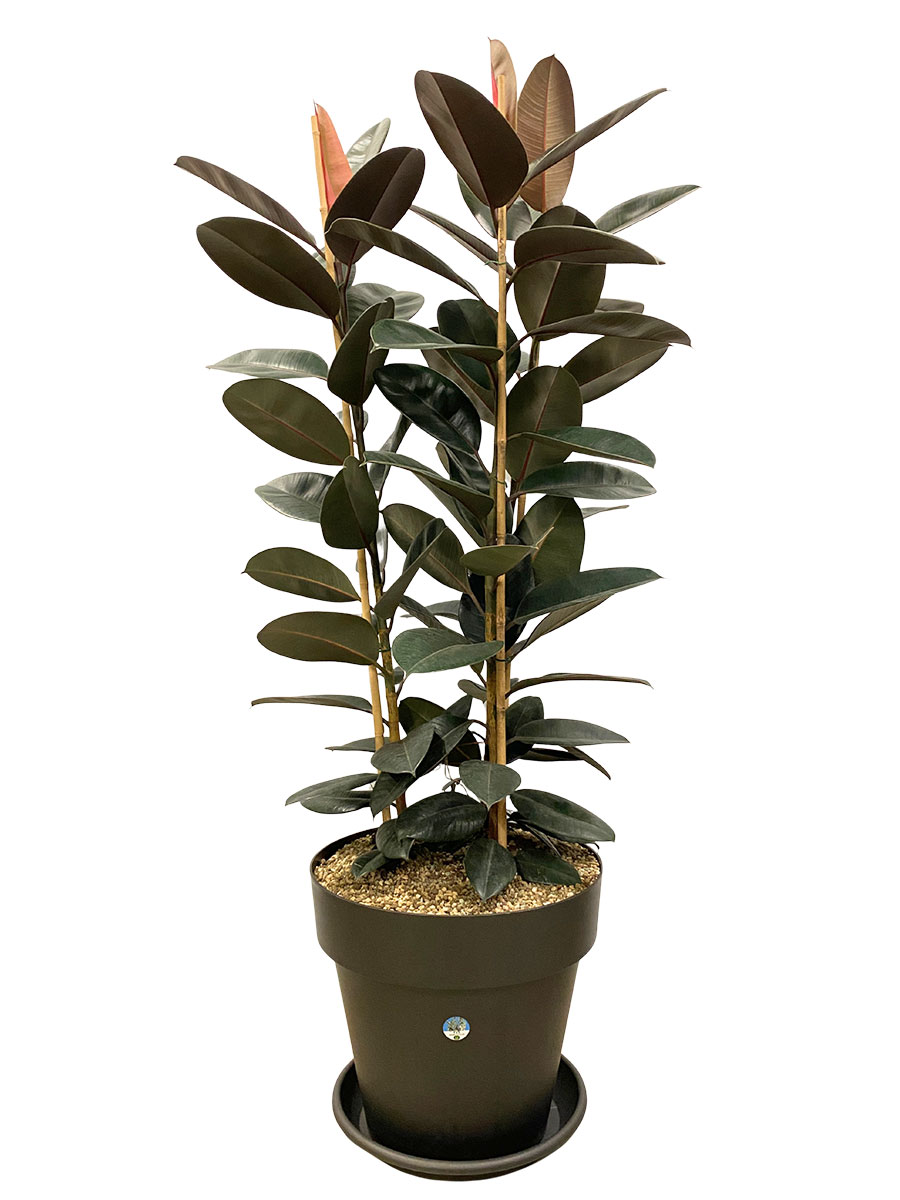 Gummibaum Abidjan Säule - Gross