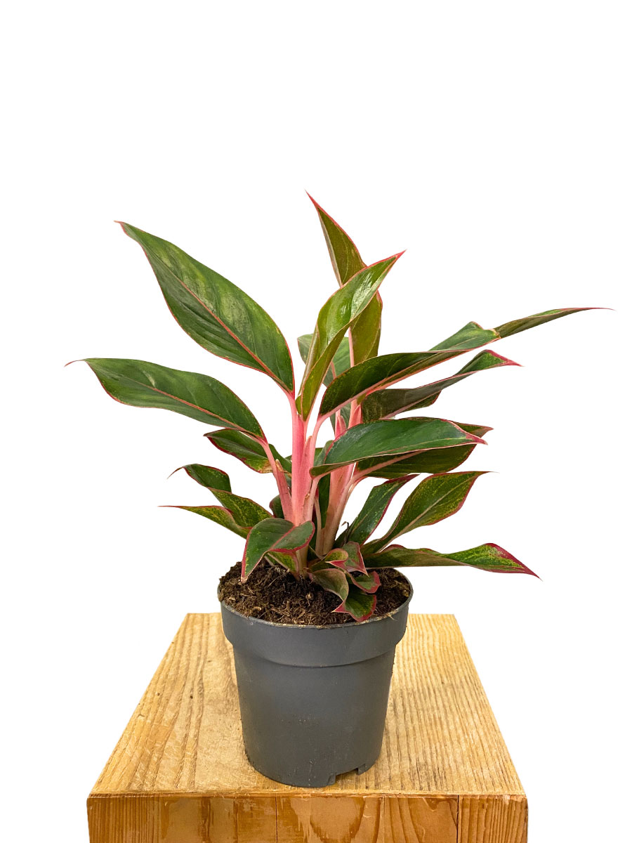 Aglaonema Jungle Red