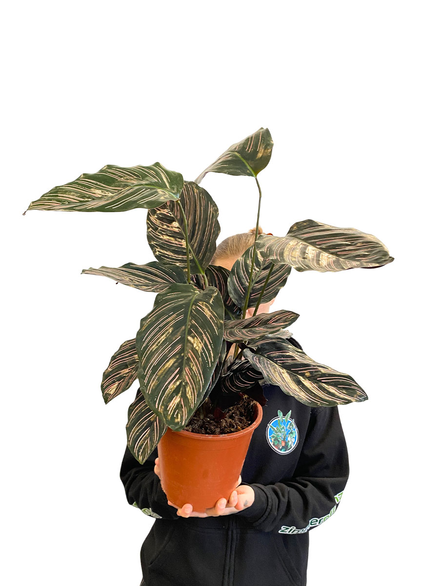 Calathea Ornata