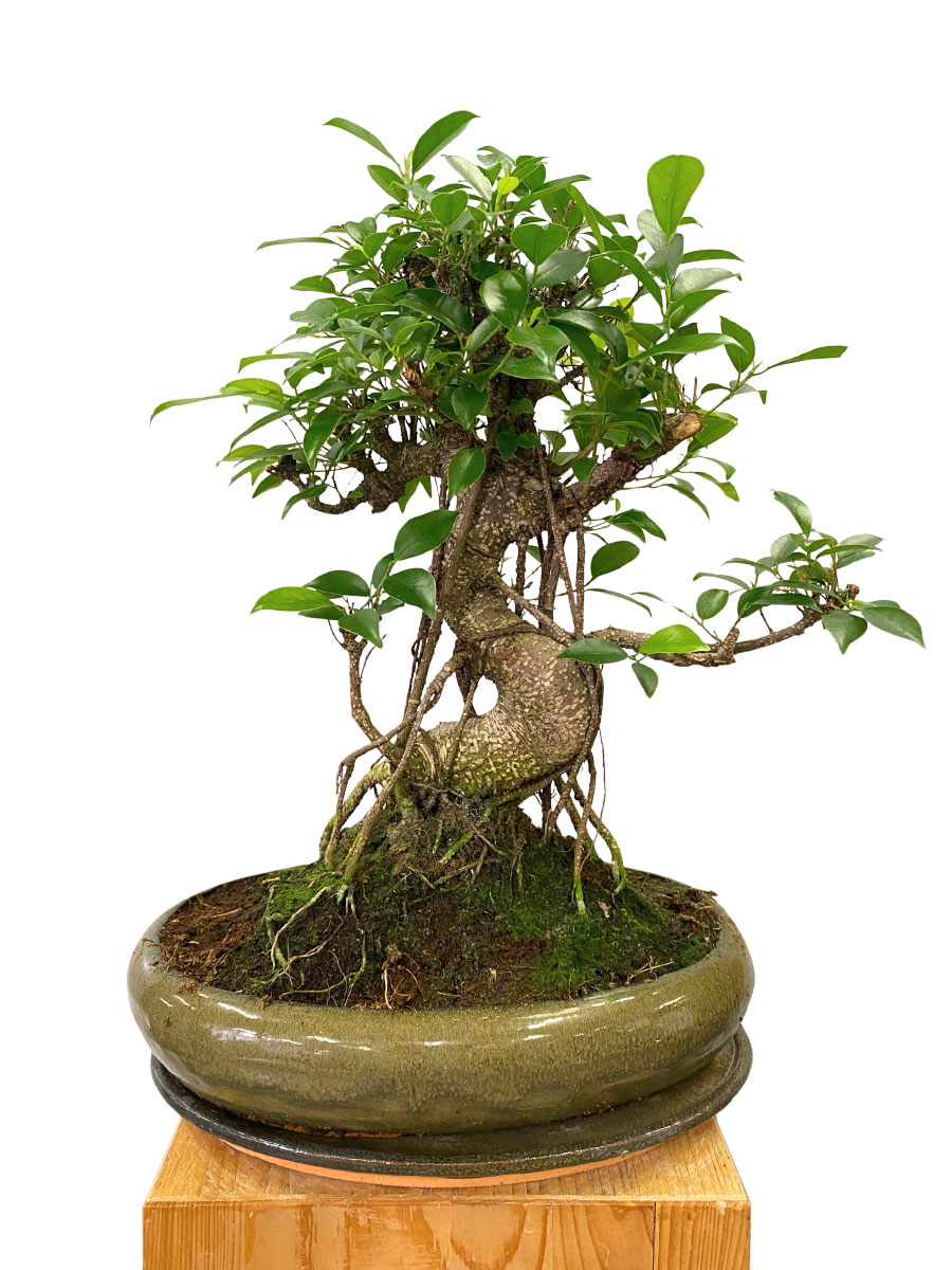 Bonsai - Ficus Retusa