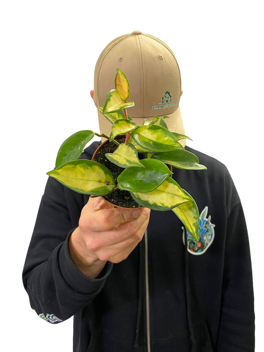 Hoya Carnosa Tricolor