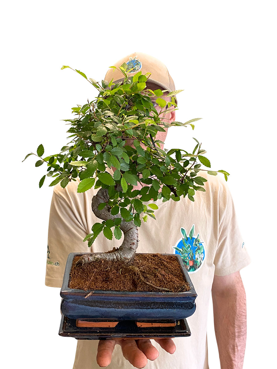 Bonsai - Japanische Zelkove