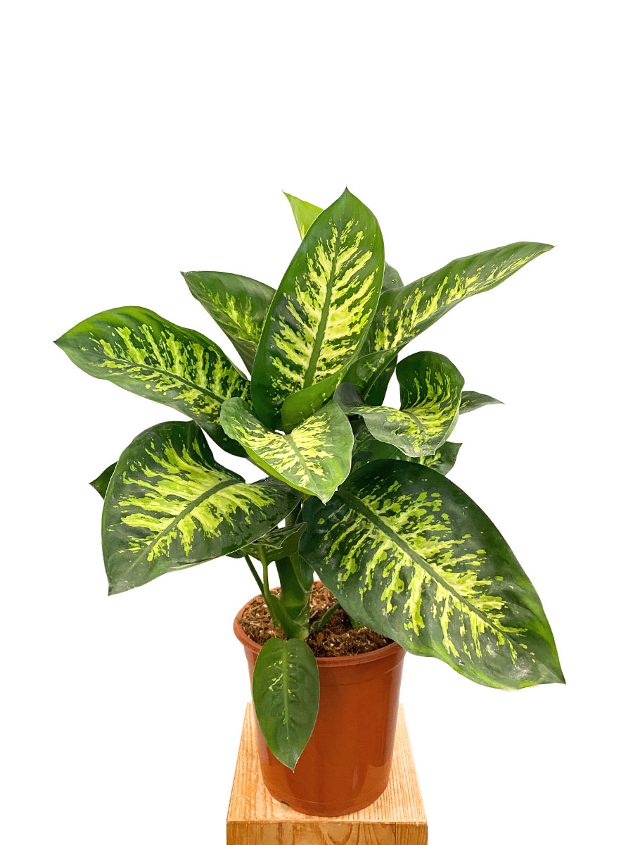Dieffenbachia Tropic Snow XL