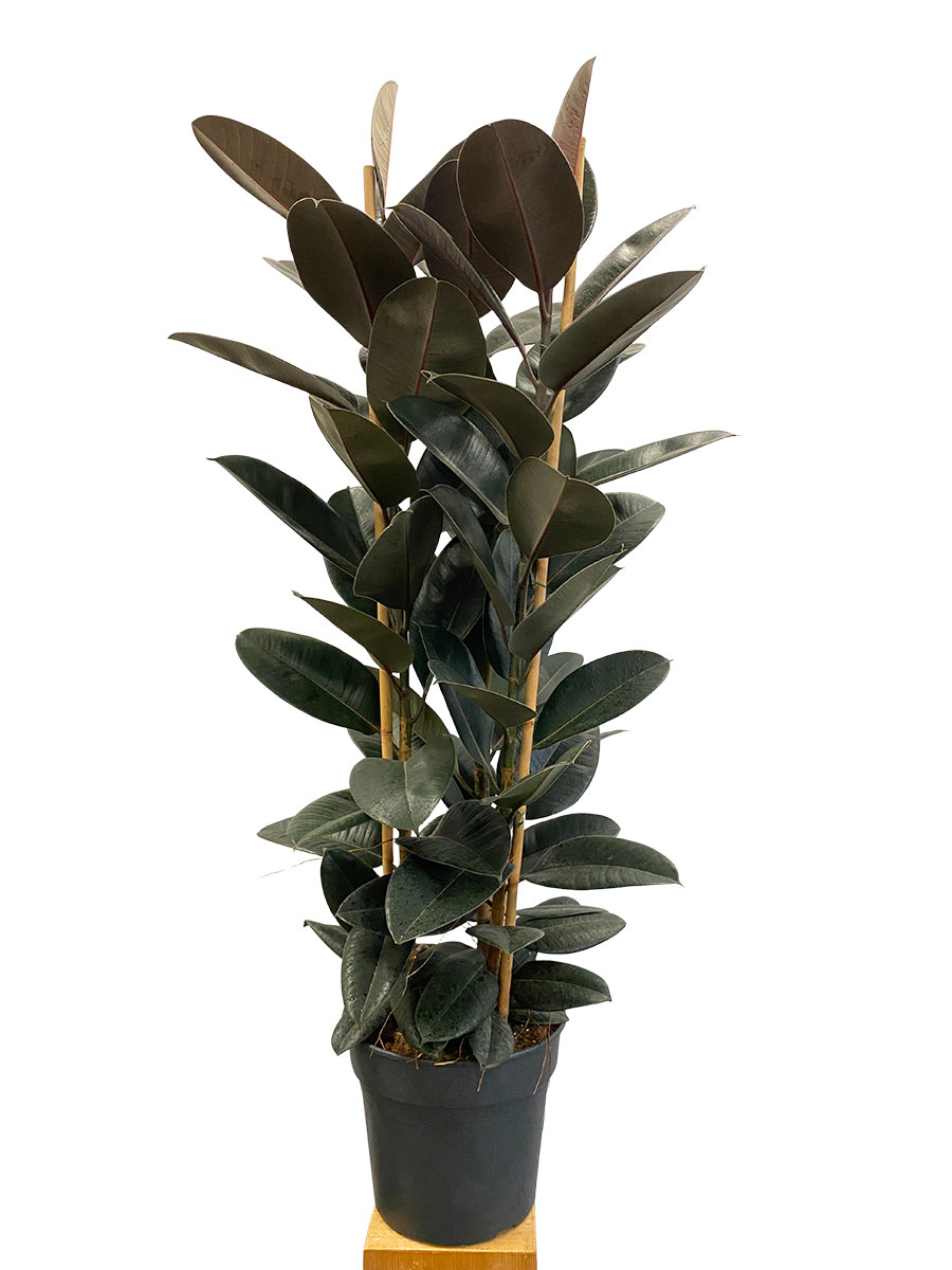 Gummibaum Abidjan Säule - Gross