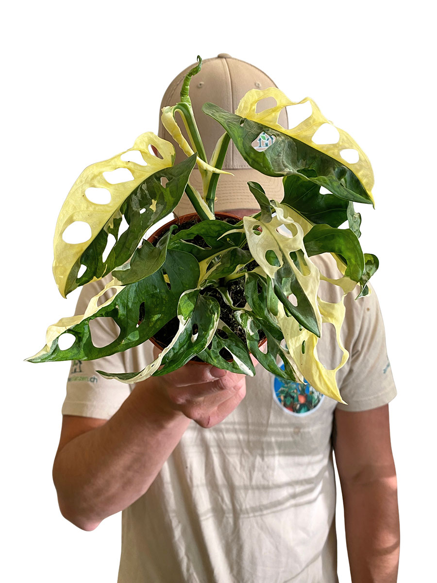 Monstera Adansonii Variegata