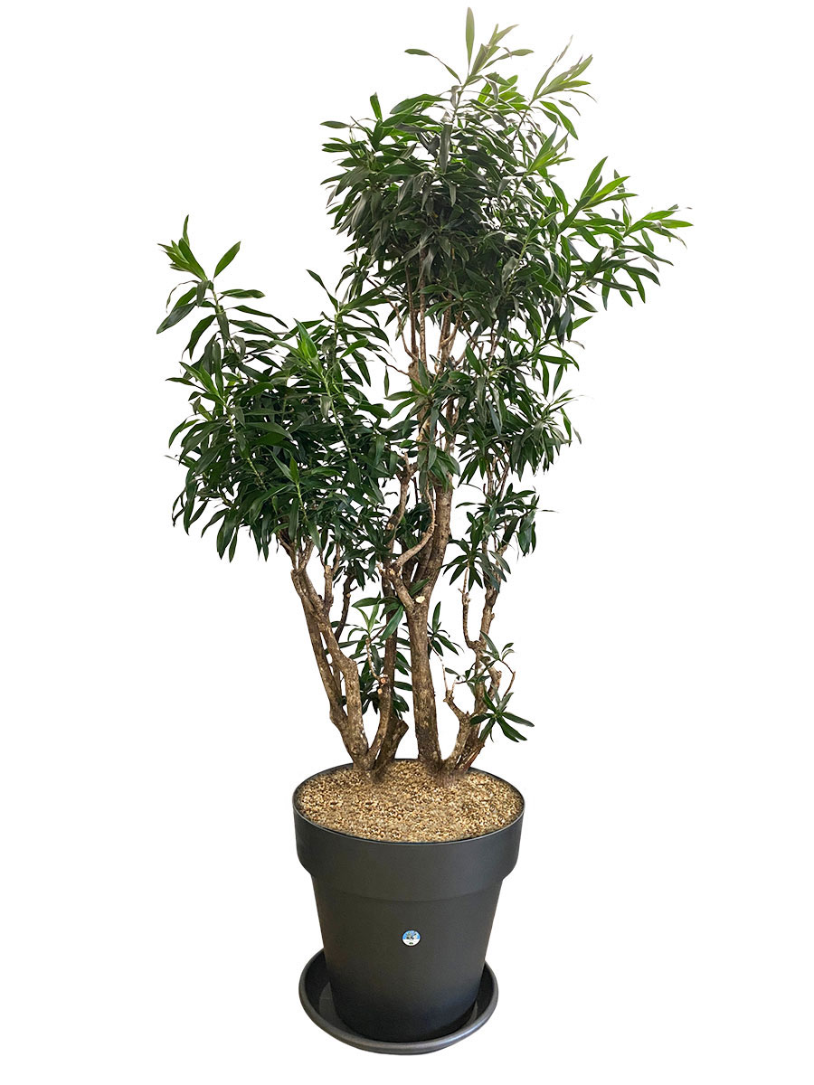Dracaena Reflexa Verzweigt XXL