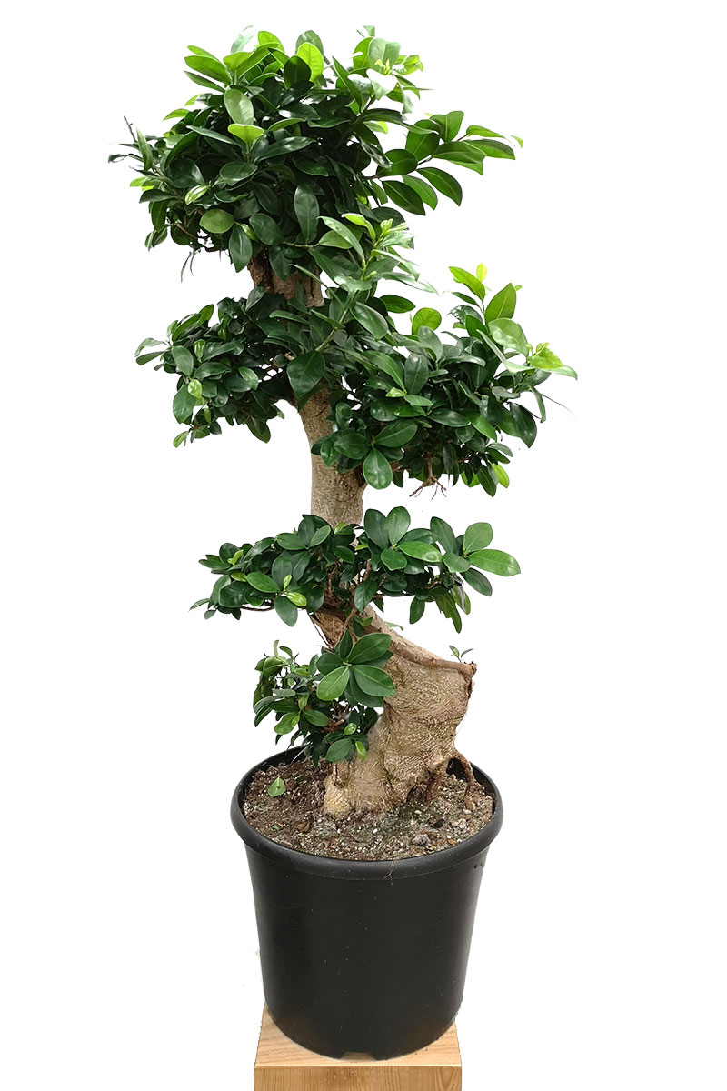 Ficus microcarpa Ginseng