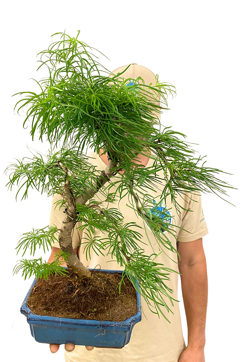 Bonsai - Goldlärche Pseudolarix