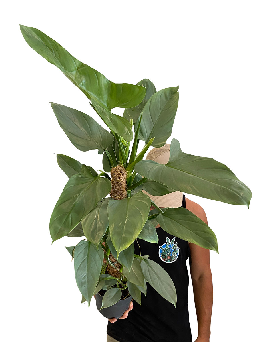 Philodendron Silver Queen Moosstab